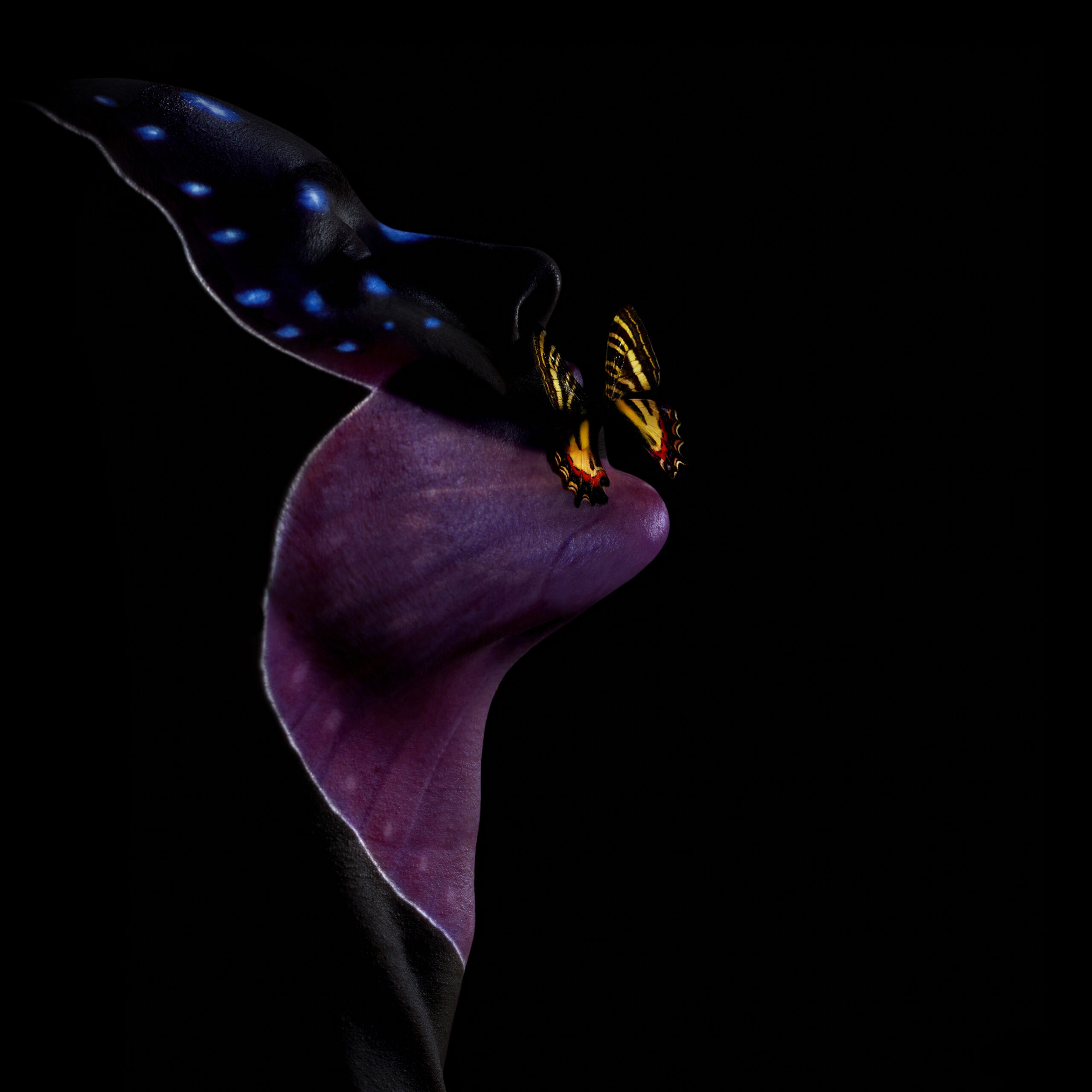 Giuliano-Bekor-Butterfly-Series-B1-Print-size-40x40-1.jpg