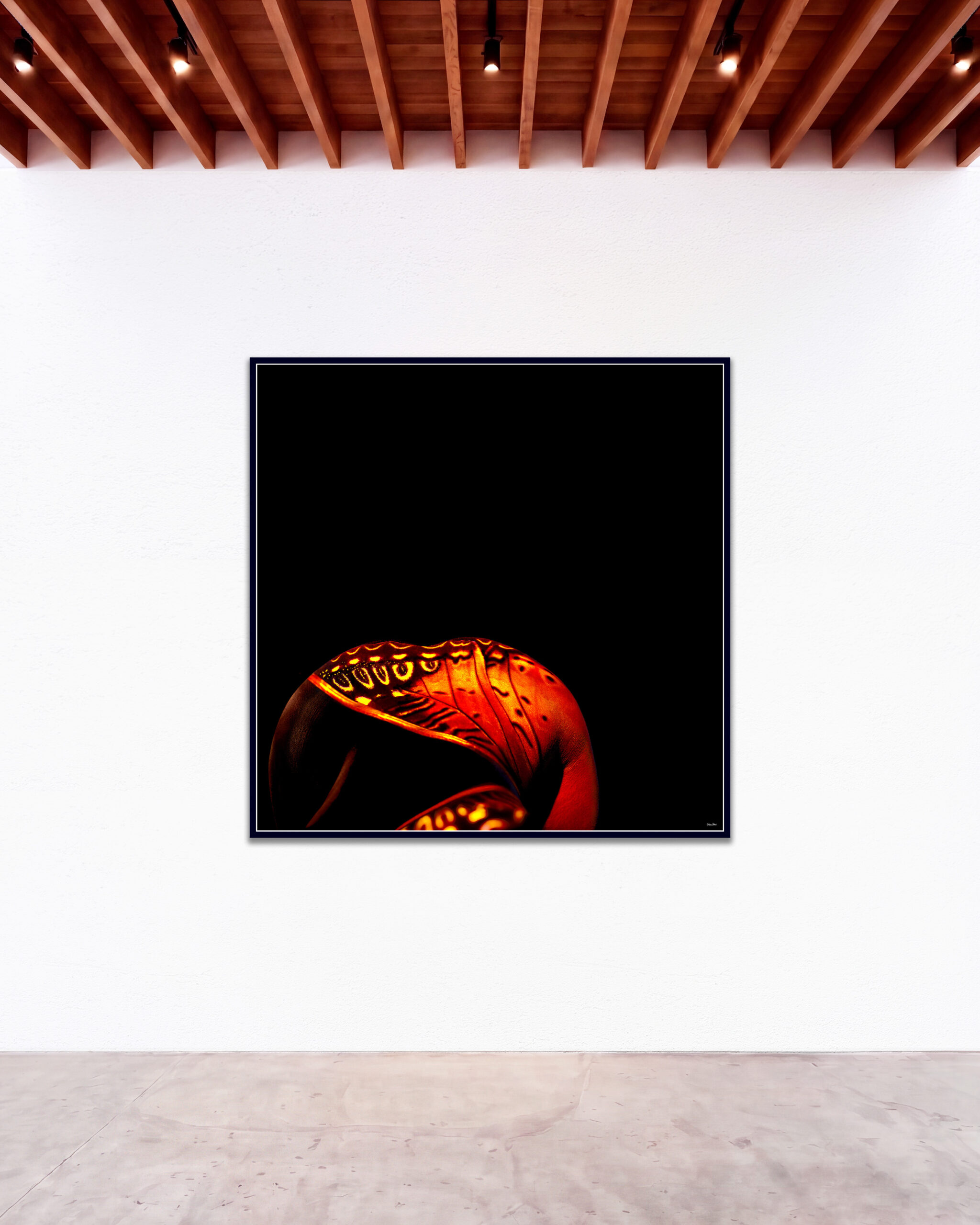 © Giuliano Bekor Butterfly series B33 GBG Gallery wall